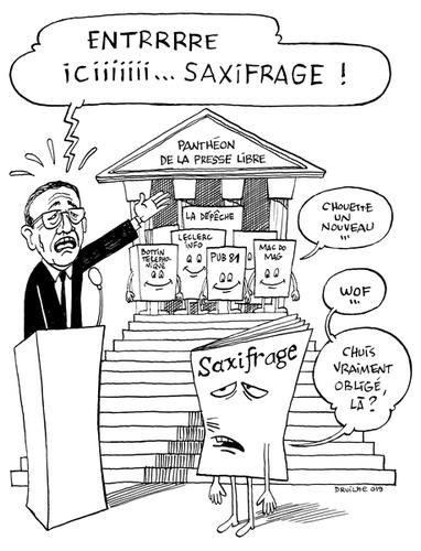 <em>Saxifrage</em> dans la cour des grands